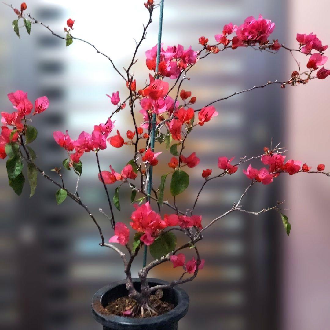 ブーゲンビリア ピンク No80 らくらくメルカリ便発送‼️