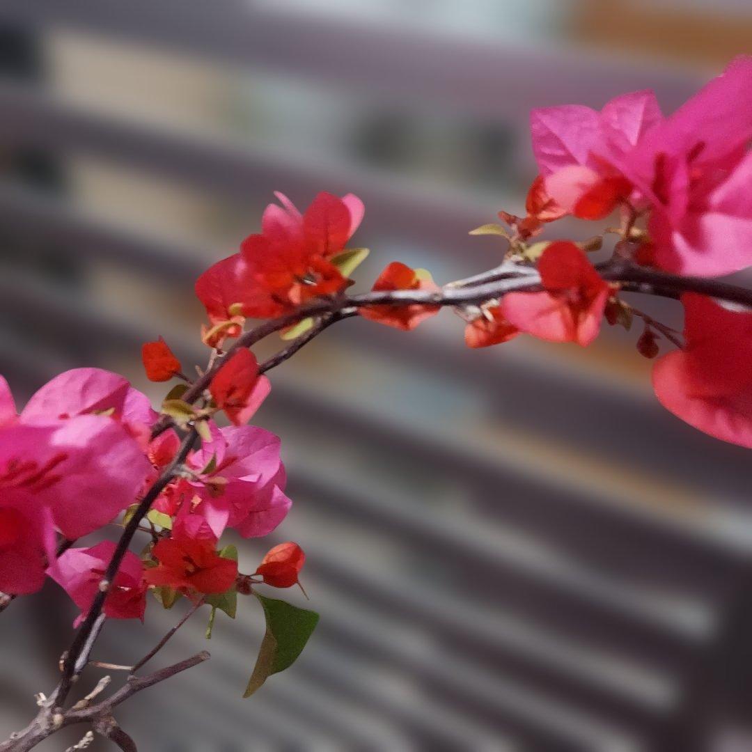 ブーゲンビリア ピンク No80 らくらくメルカリ便発送‼️