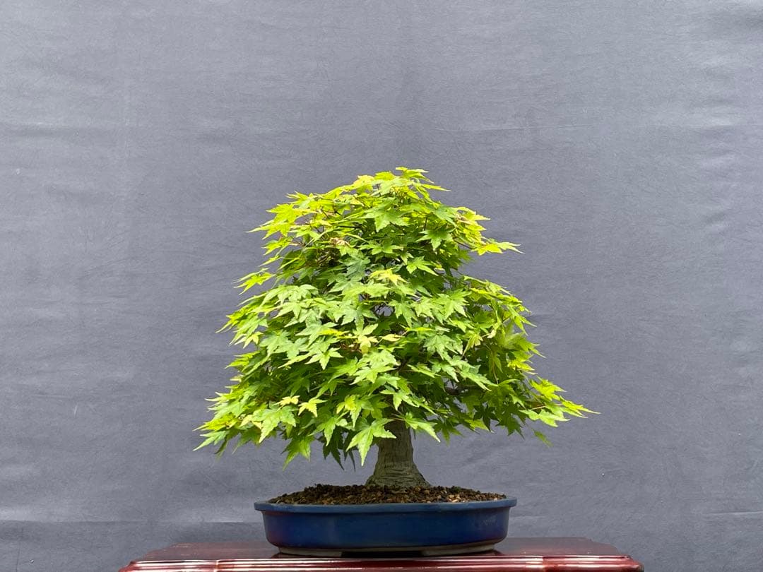 三河盆栽　山紅葉　盆栽