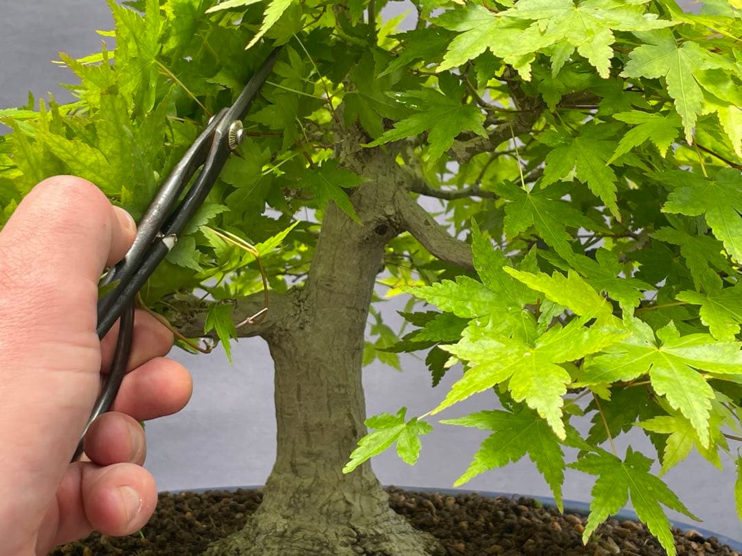 三河盆栽　山紅葉　盆栽