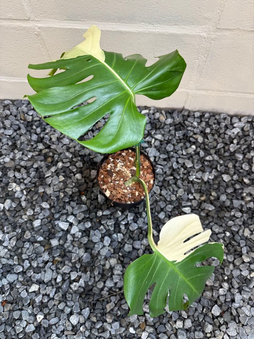 「やたがらす」激レアモンステラ　デリシオーサ　スフィンクス