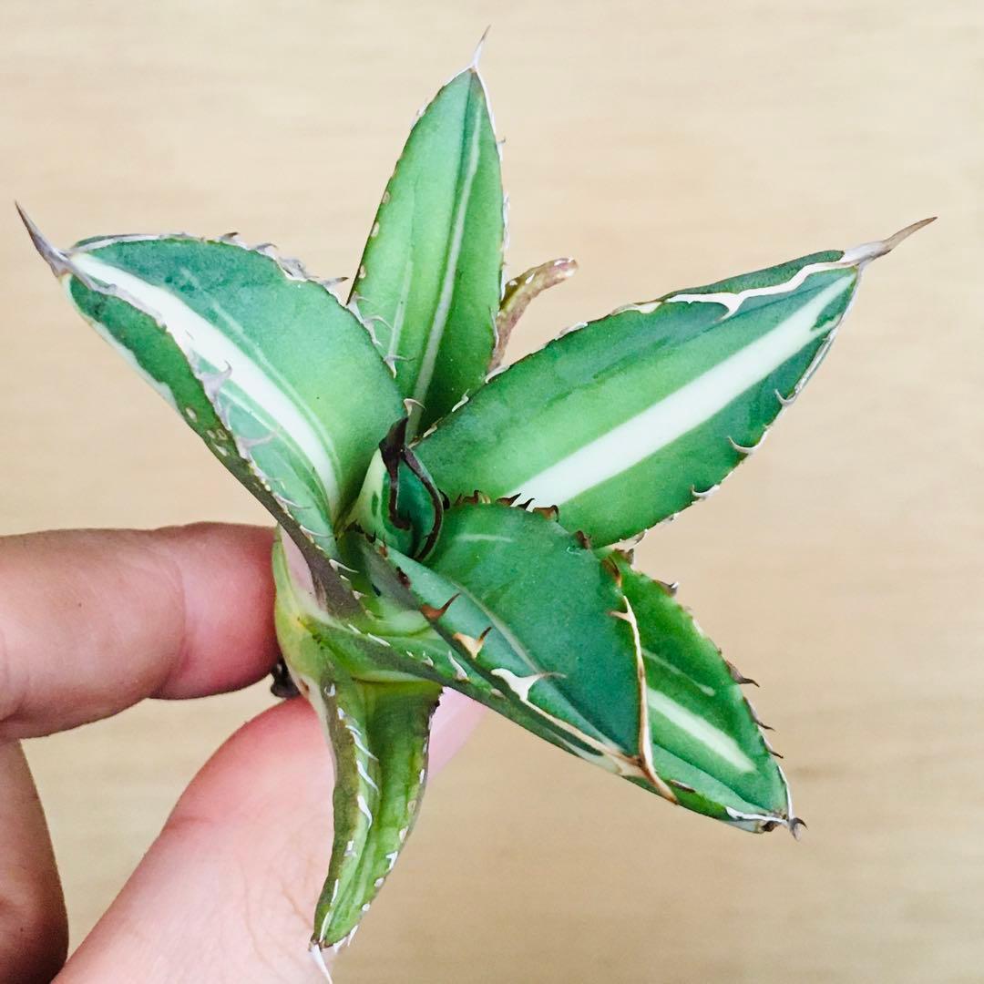 5-7 白火焔錦 TC株 中斑 アガベ チタノタ ホワイトファイヤー錦