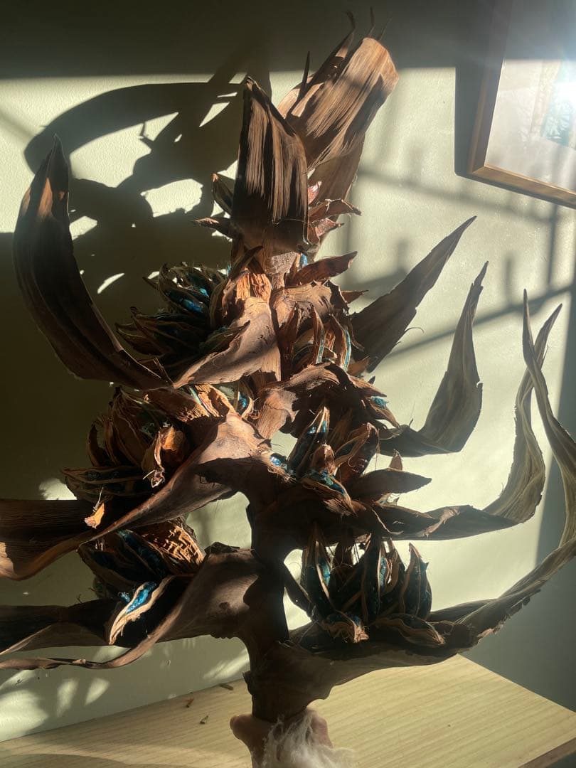 タビビトノキ　(石垣島産)