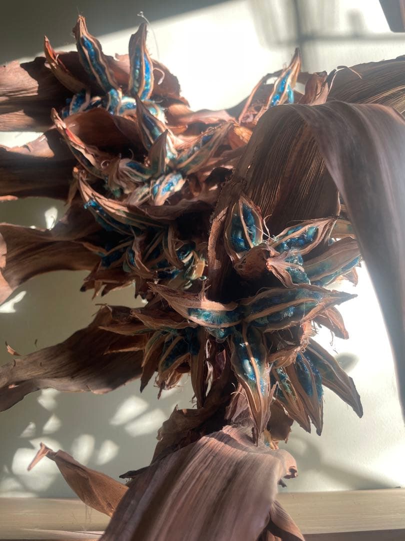 タビビトノキ　(石垣島産)