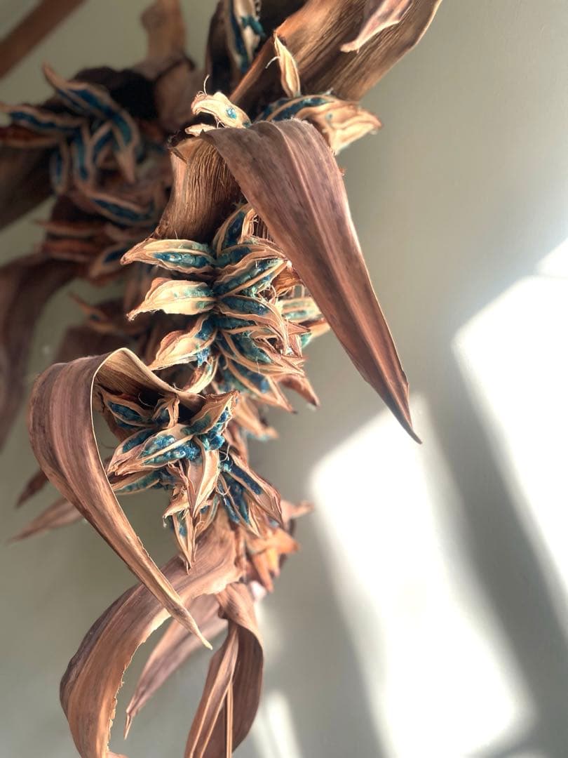 タビビトノキ　(石垣島産)