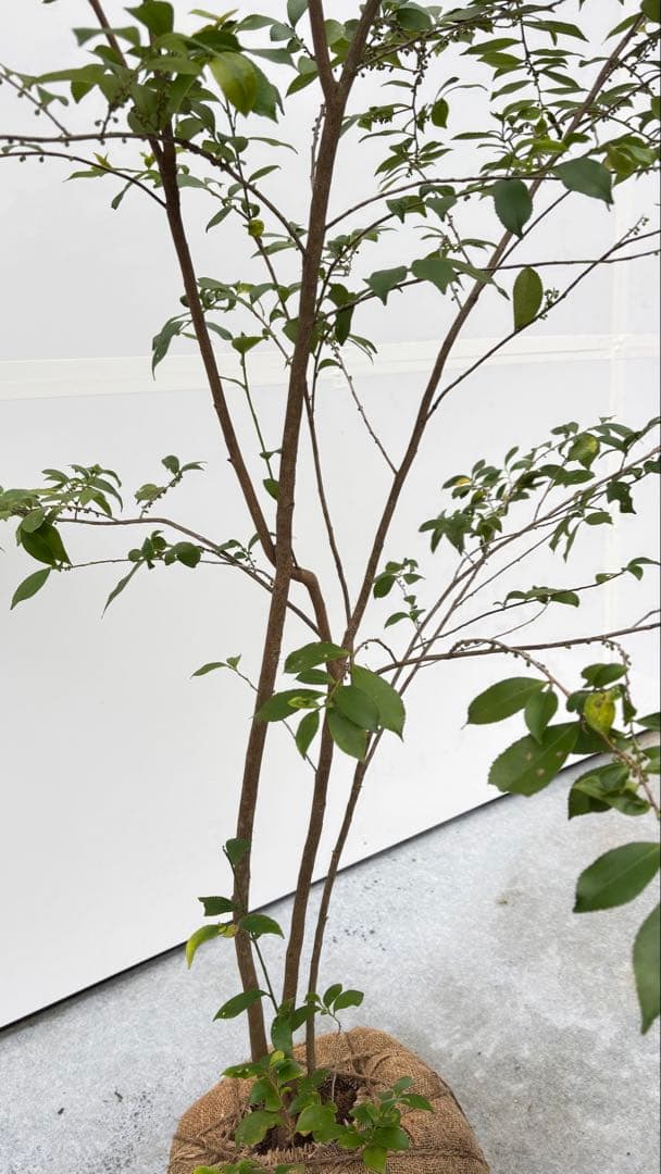 自然な樹形が美しい 山採りの ヒサカキ 698 樹高2.1m位 ヒメサカキ 姫榊