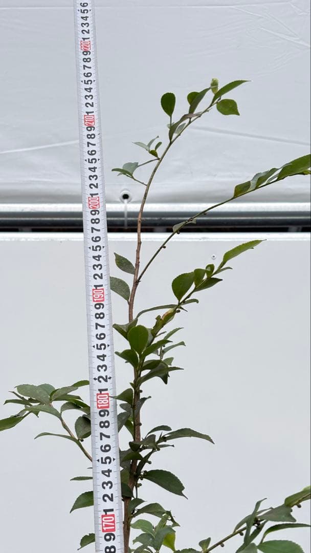 自然な樹形が美しい 山採りの ヒサカキ 698 樹高2.1m位 ヒメサカキ 姫榊