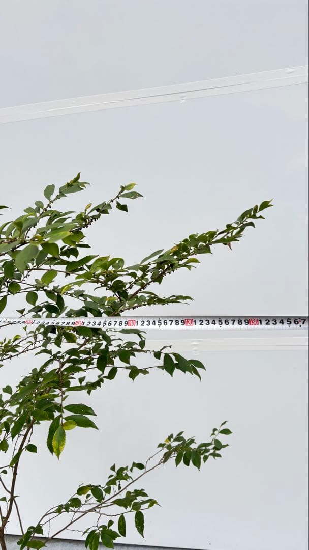 自然な樹形が美しい 山採りの ヒサカキ 698 樹高2.1m位 ヒメサカキ 姫榊