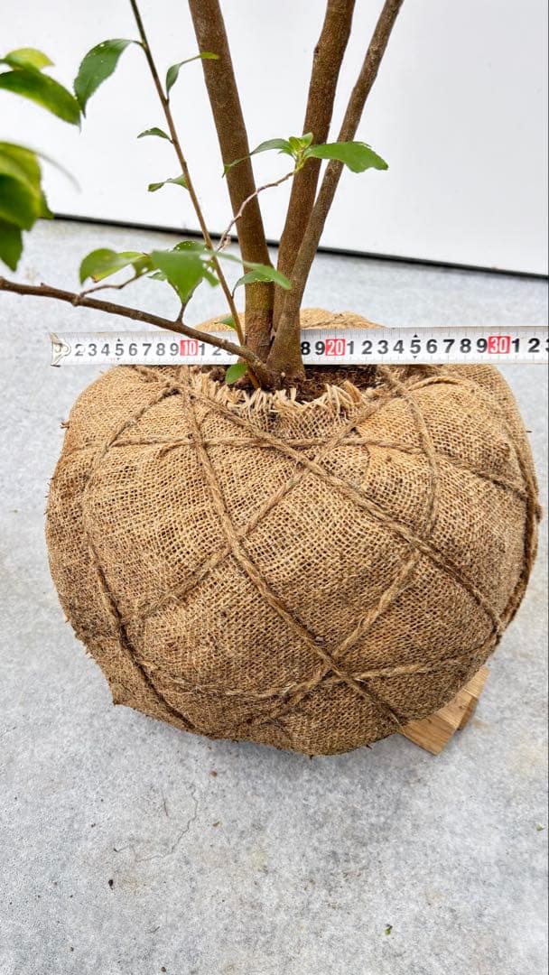 自然な樹形が美しい 山採りの ヒサカキ 698 樹高2.1m位 ヒメサカキ 姫榊