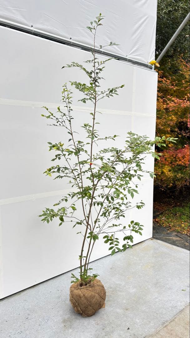 自然な樹形が美しい 山採りの ヒサカキ 698 樹高2.1m位 ヒメサカキ 姫榊