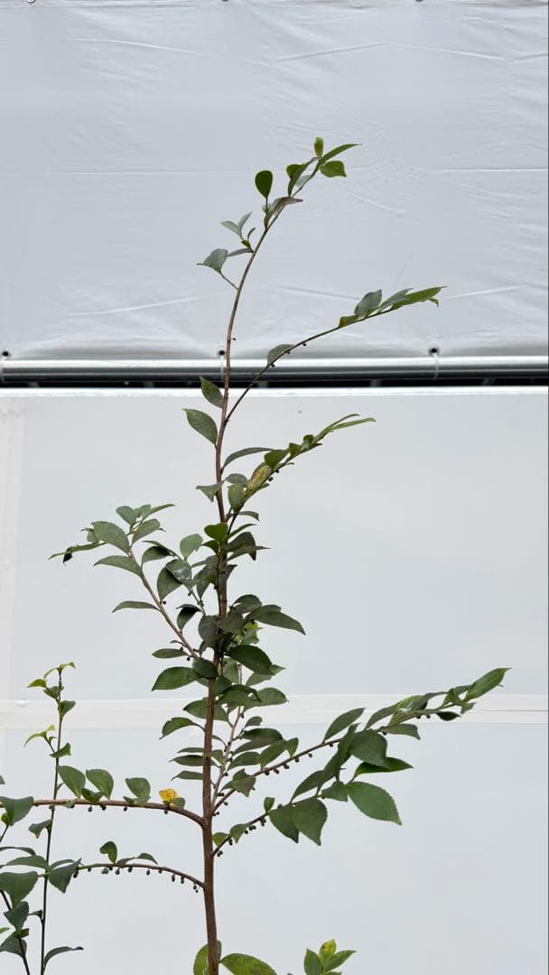 自然な樹形が美しい 山採りの ヒサカキ 698 樹高2.1m位 ヒメサカキ 姫榊