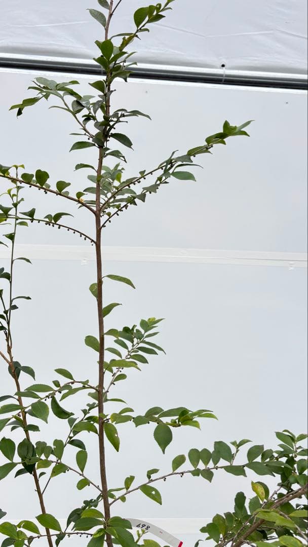 自然な樹形が美しい 山採りの ヒサカキ 698 樹高2.1m位 ヒメサカキ 姫榊