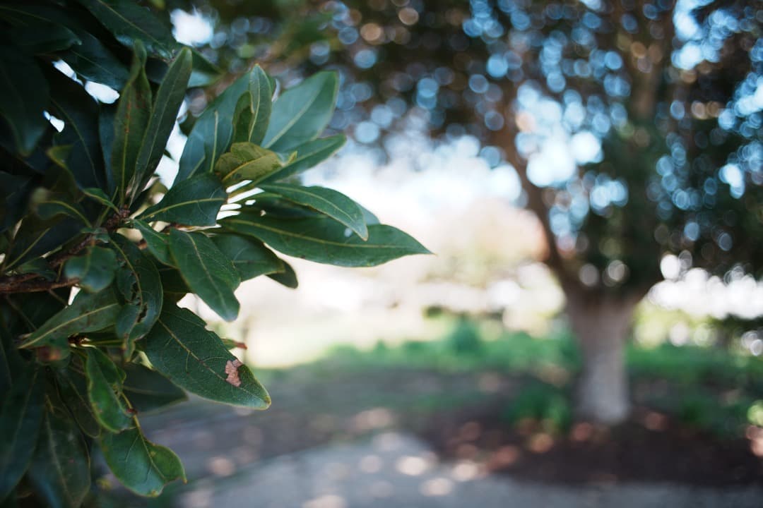 【希少・極美品】動作◎ SMC Takumar 24mm F3.5 961