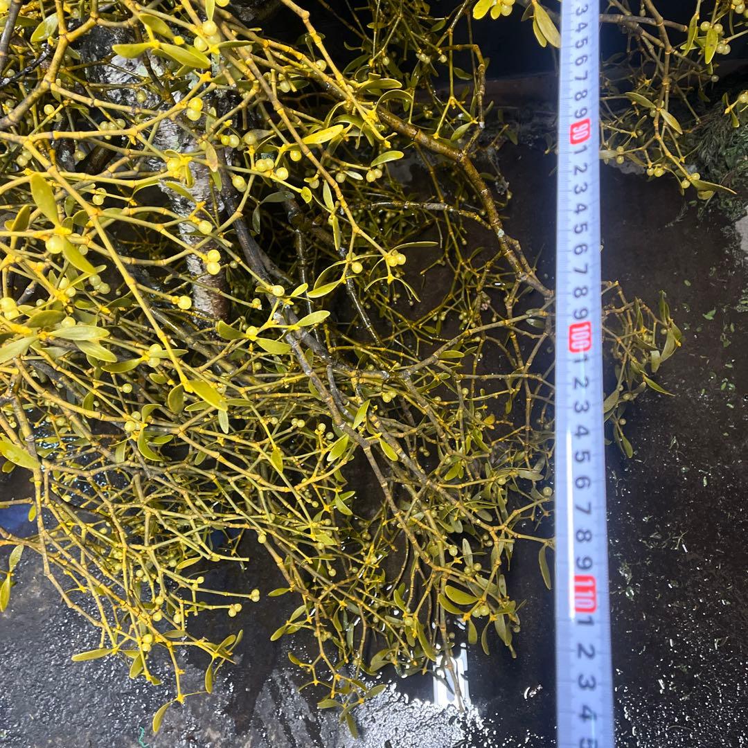 白樺の親樹木付きヤドリギ　イエローの実‼️縁起物　幸せ運ぶ木♪最終お値下げ‼️