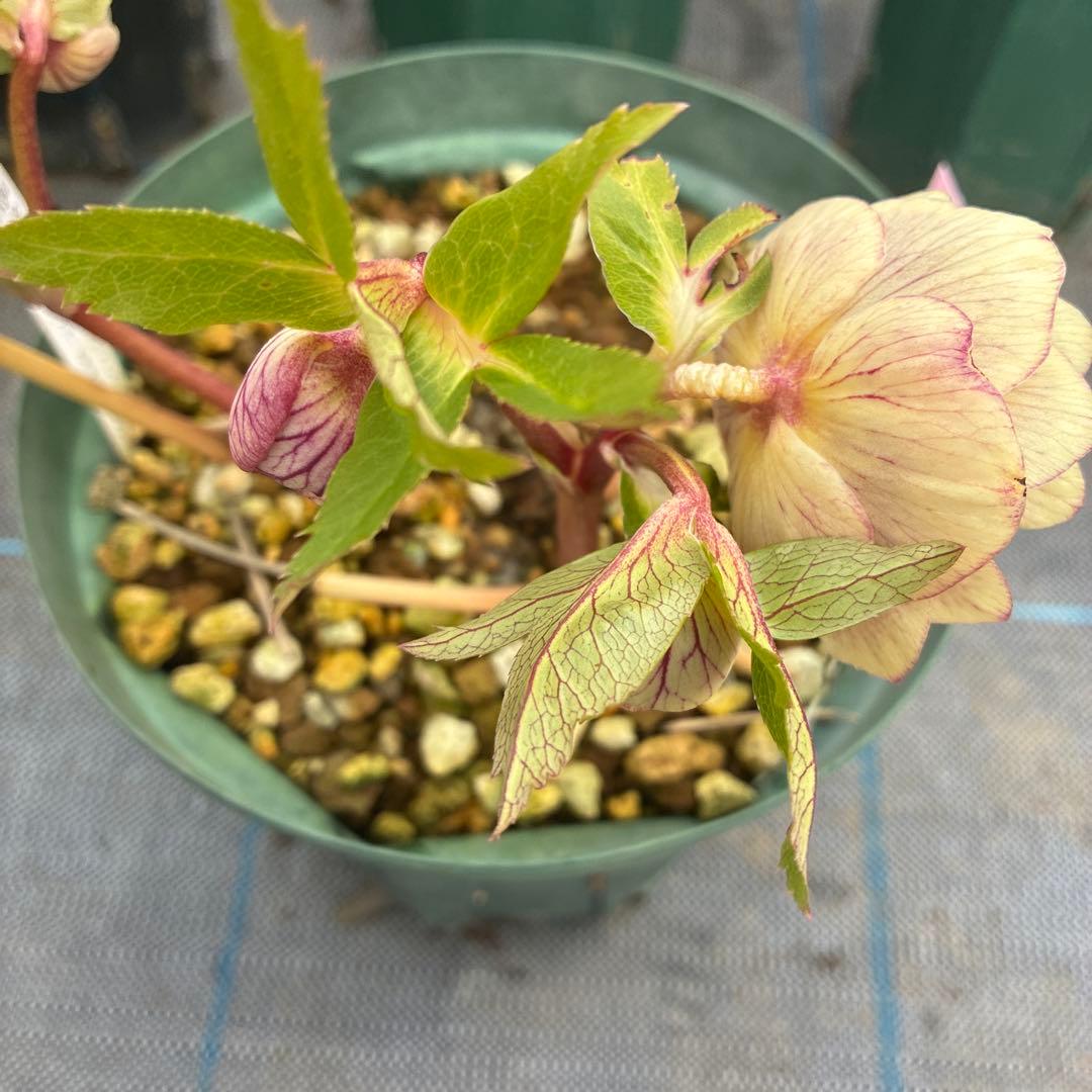 ねこさま　2点　クリスマスローズ　加藤農園　　満開過ぎ　６寸