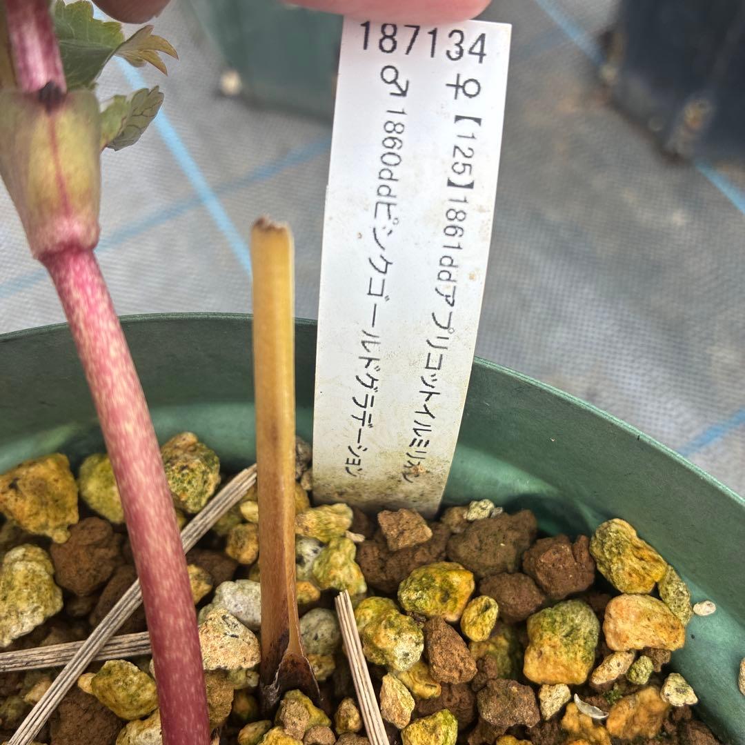 ねこさま　2点　クリスマスローズ　加藤農園　　満開過ぎ　６寸