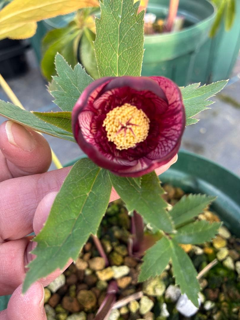 専用です⭐︎ 5日まで　クリスマスローズ　ピンクセミダブル　5寸