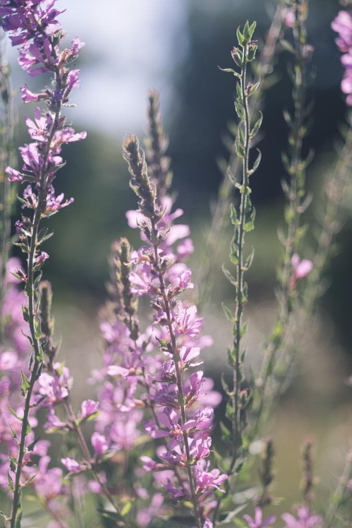 虹が出る！沈胴の巨人！Leica Elmar M 90mm F4 沈胴