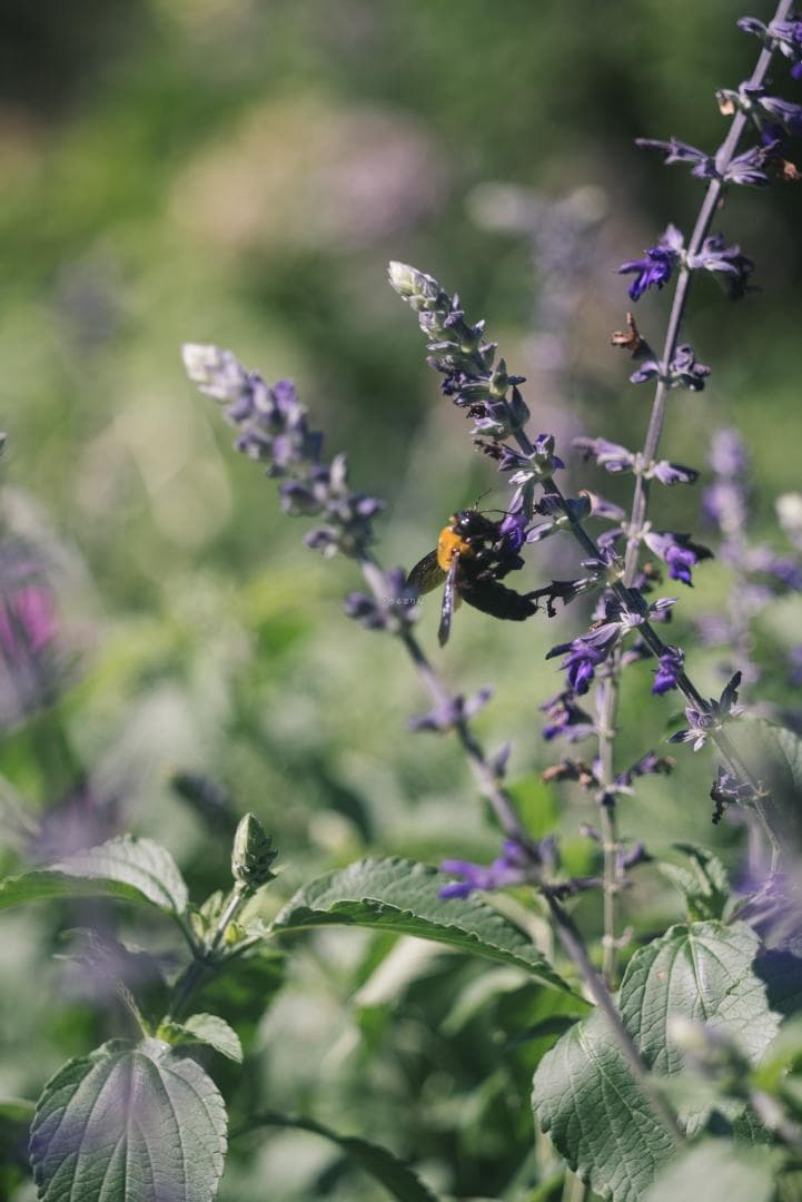 虹が出る！沈胴の巨人！Leica Elmar M 90mm F4 沈胴