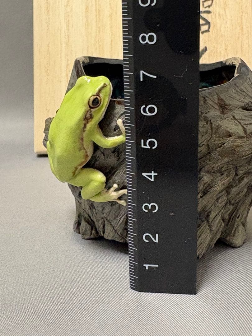 腰越祐貴　樹器とアマガエル