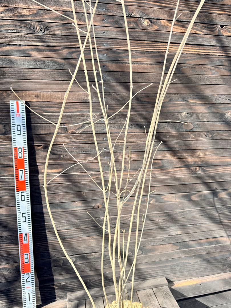 アオダモ/株立ち/自生山採り【現品発送】管理80018