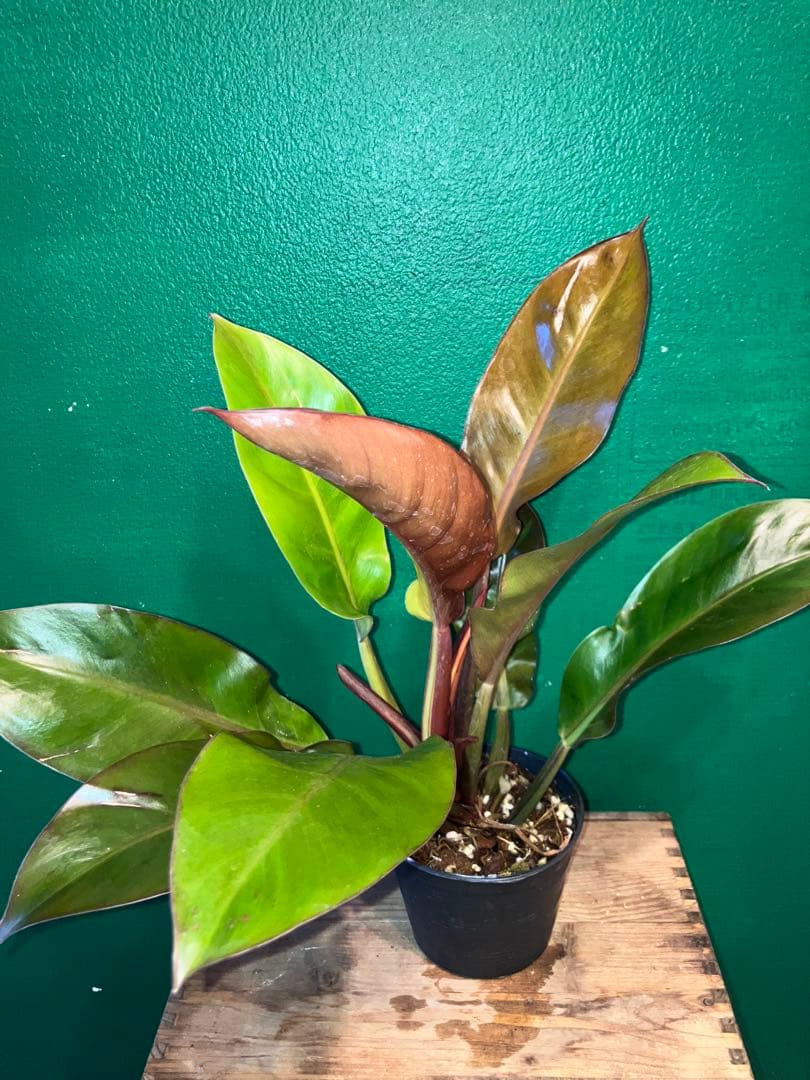 Philodendron 'Imperial Yellow Flame'3.5号