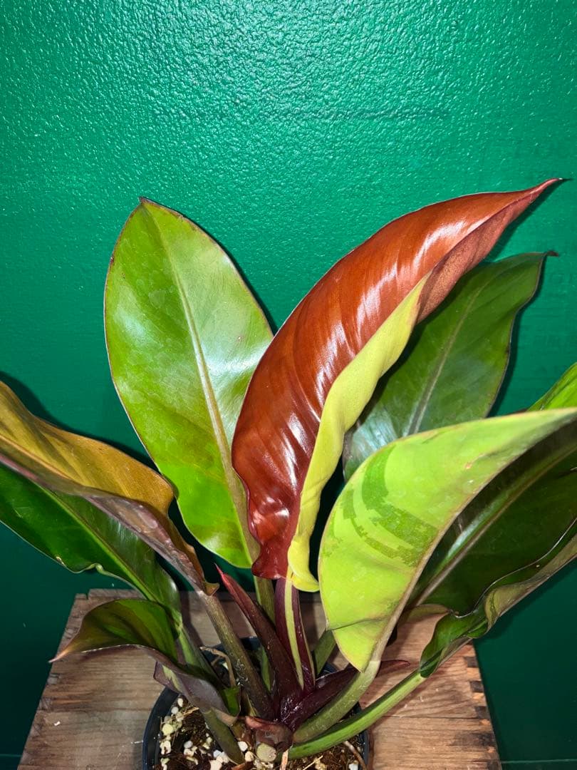 Philodendron 'Imperial Yellow Flame'3.5号