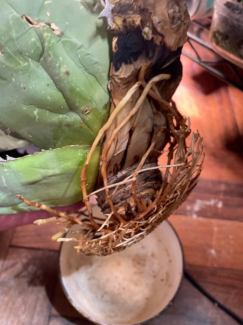 C*A様 アガベ　オテロイ　オアハカ現地球