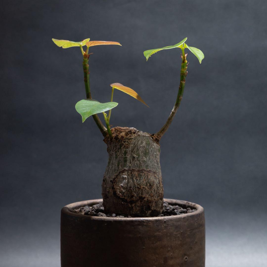 プセウドボンバックスエリプティクム