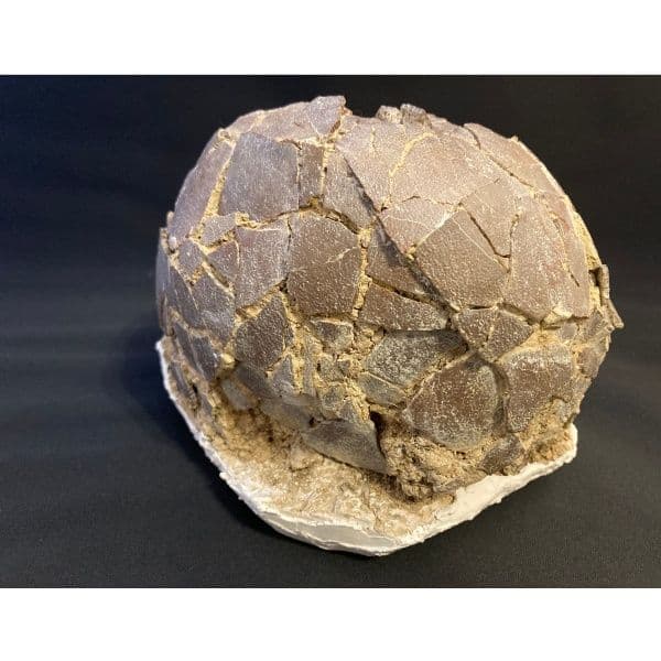 希少 恐竜 卵 化石 本物 フランス産 200mm プレゼント ギフト eb1