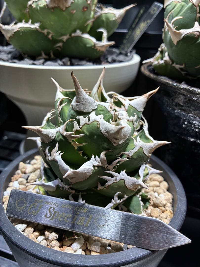 アガベ cjspecial 大白鯊 ホホジロサメ　子株　⭐︎タグ付き⭐︎ A