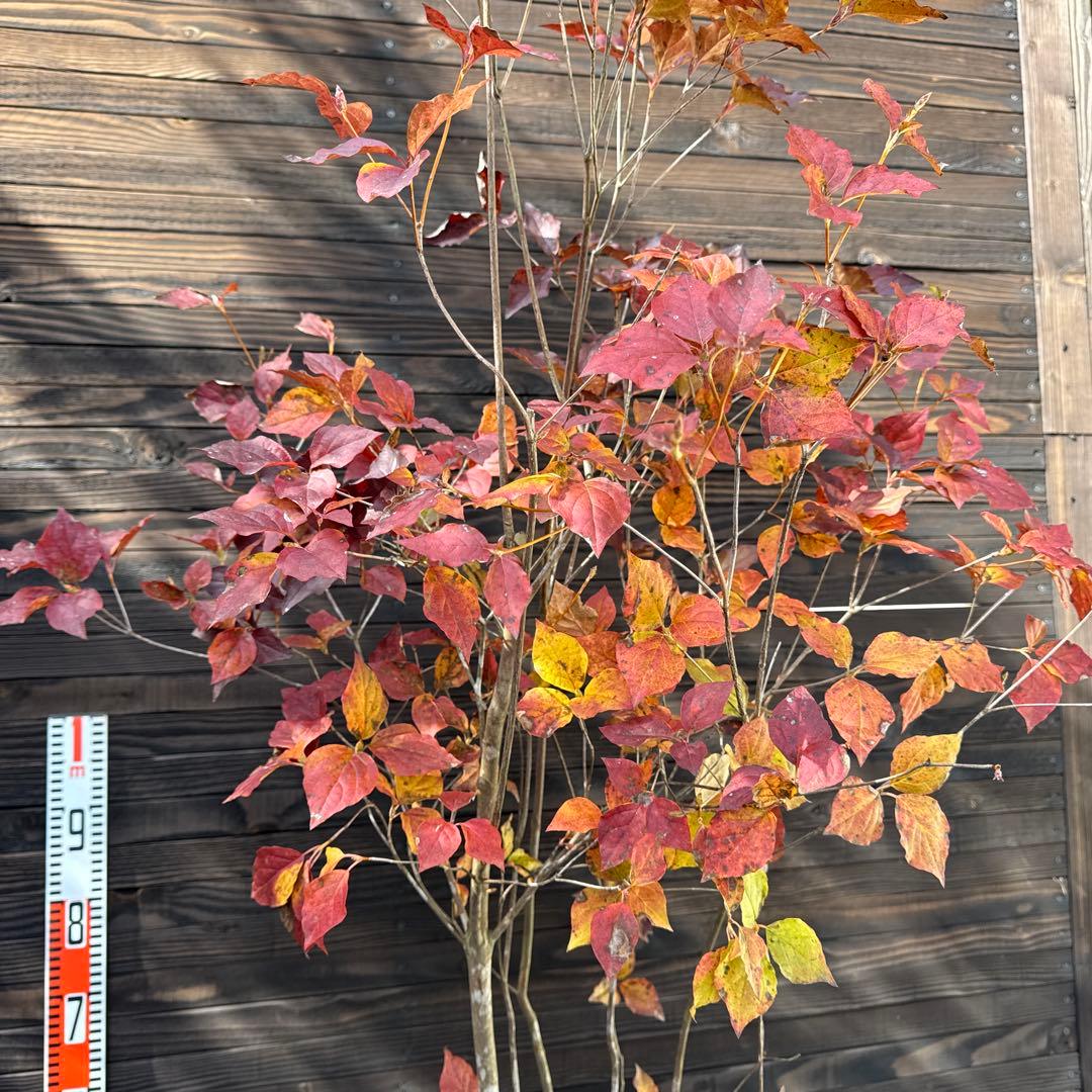 ダイセンミツバツツジ/大株立ち【現品発送】管理70750