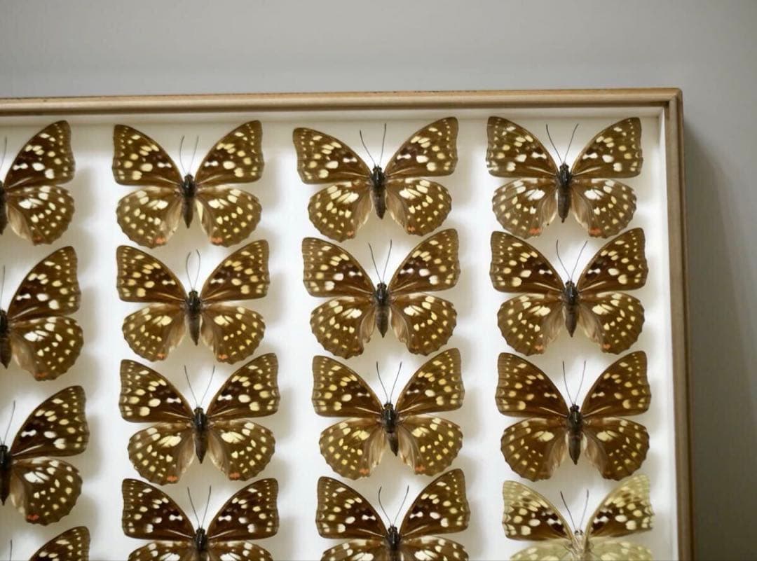 蝶標本 オオムラサキ　日本国産 産地別コレクション 研究用 大型ドイツ箱