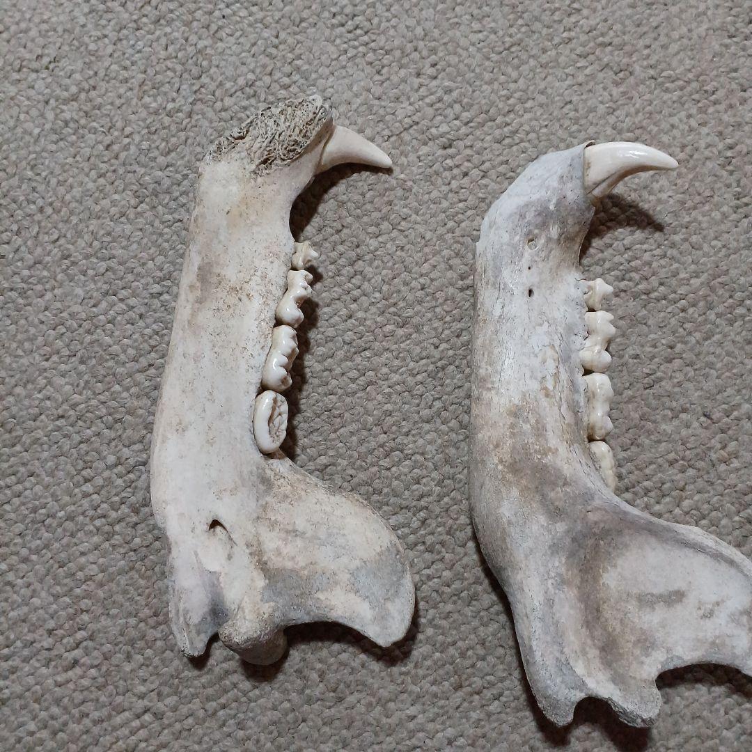 ヒグマ　羆　頭骨　北海道産