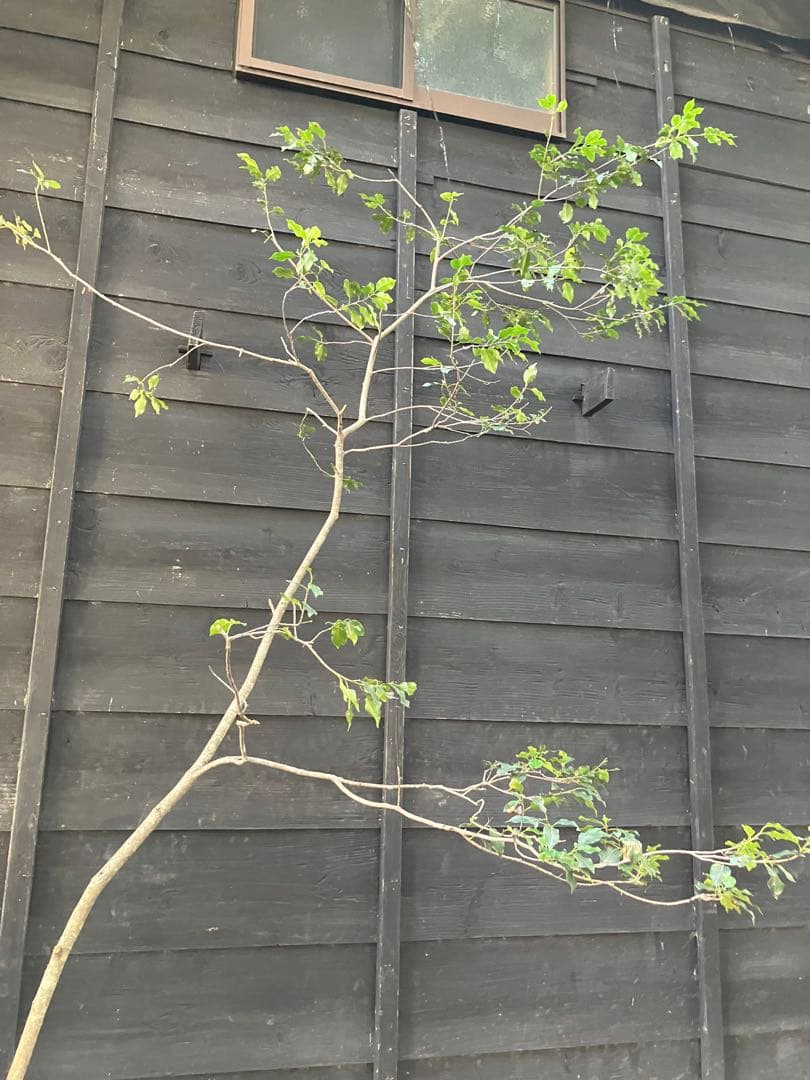 20 山採り　ソヨゴ　雌雄不明