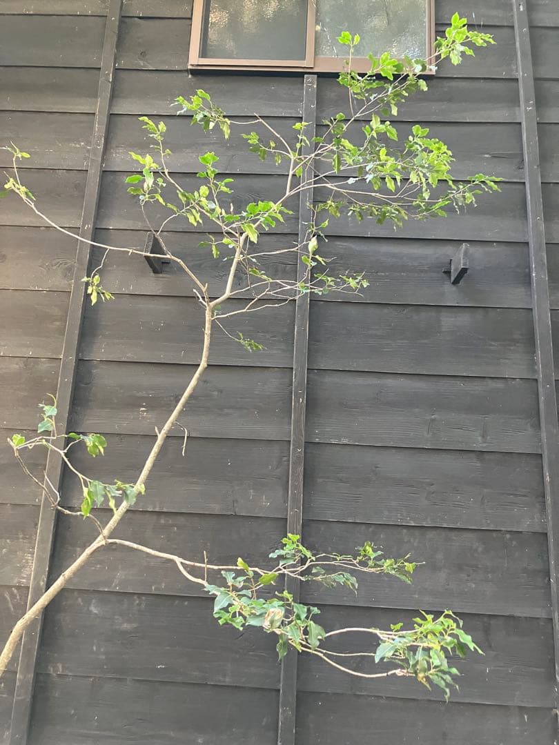 20 山採り　ソヨゴ　雌雄不明