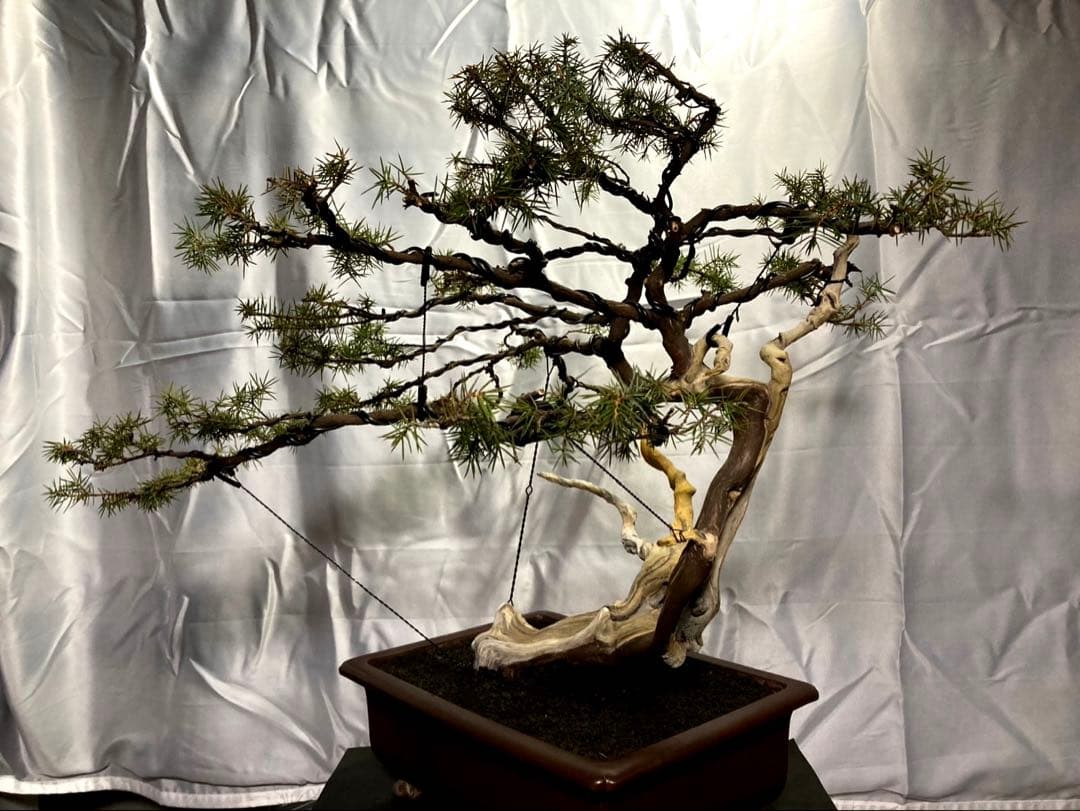 杜松盆栽 ☆山木☆ 樹齢150年越
