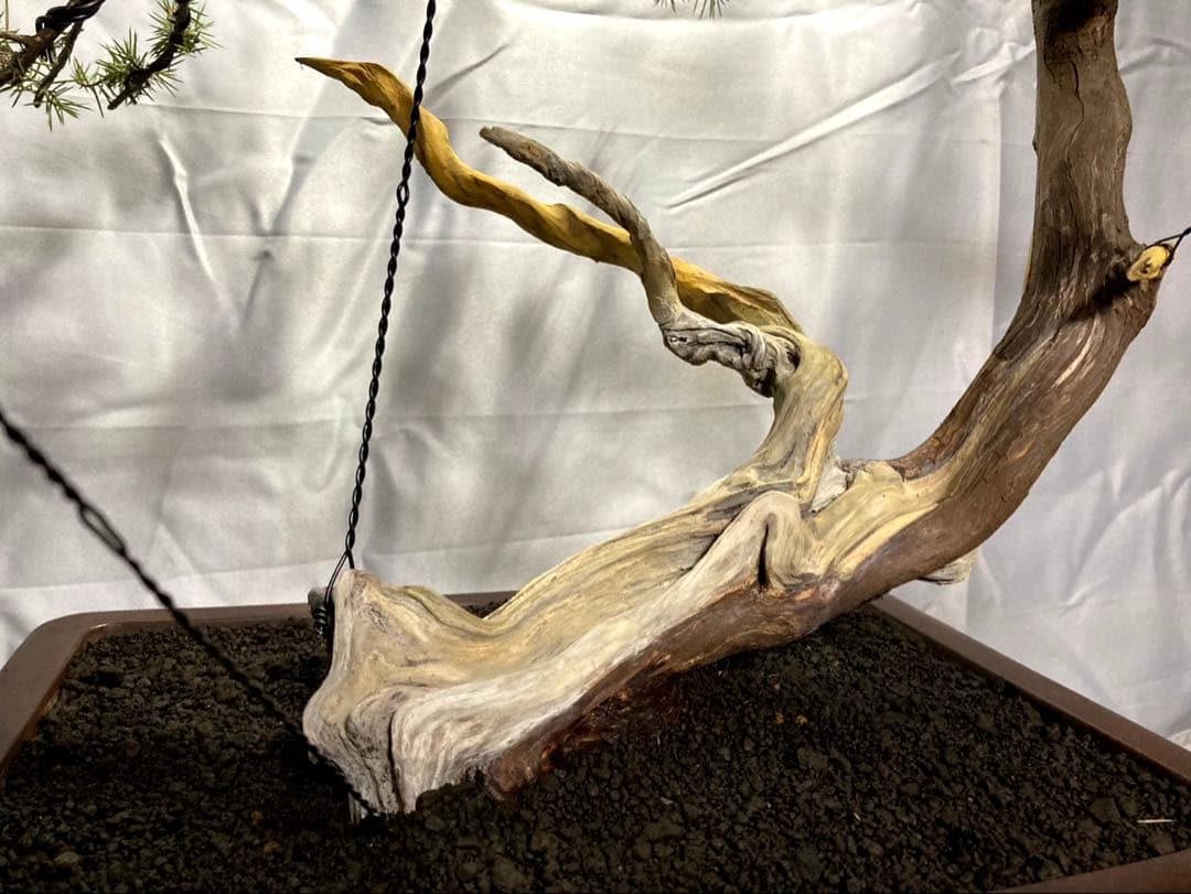 杜松盆栽 ☆山木☆ 樹齢150年越