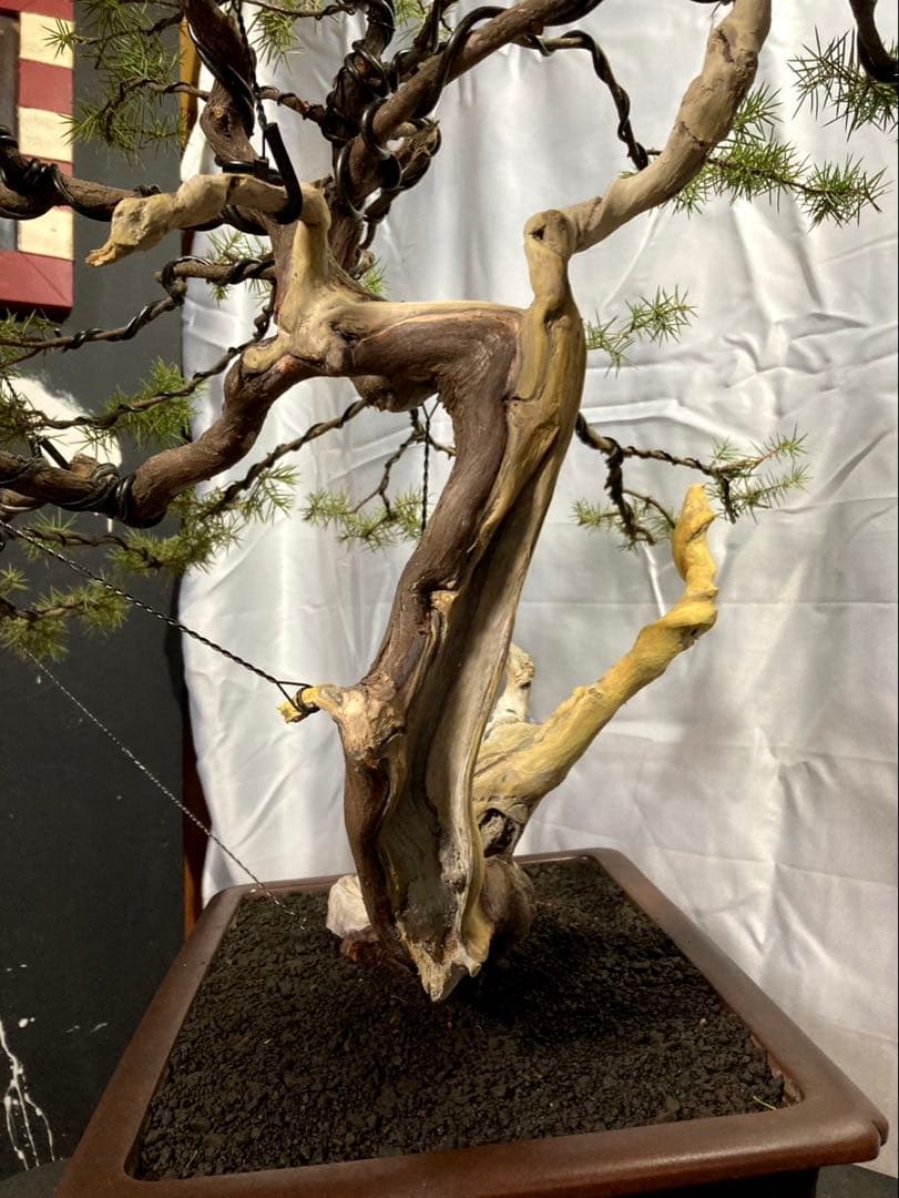 杜松盆栽 ☆山木☆ 樹齢150年越