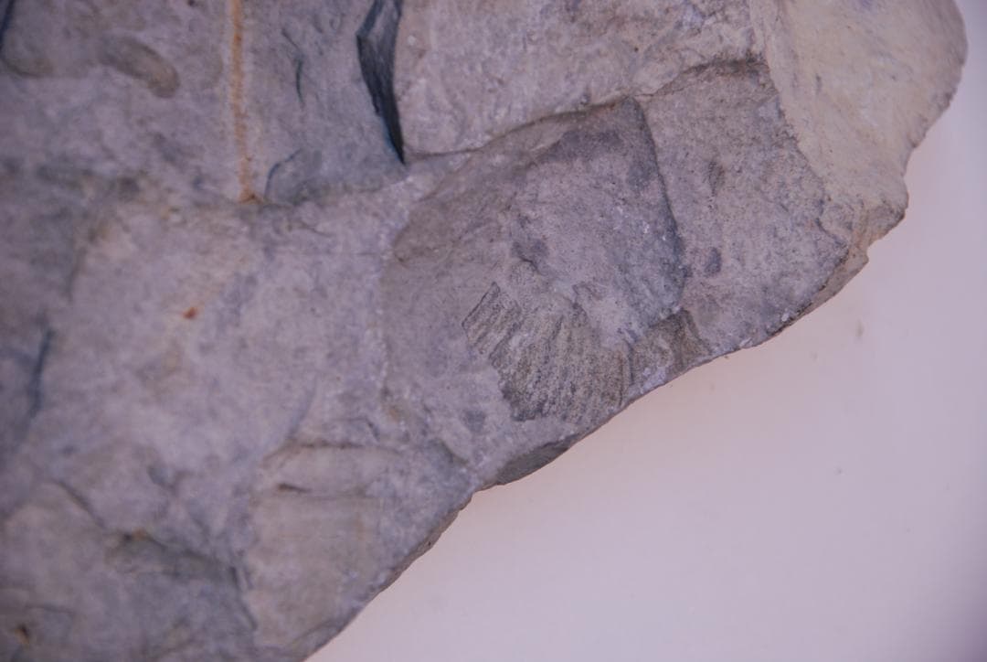 アンモナイトの化石 オーストリーで入手a012-420(yh)