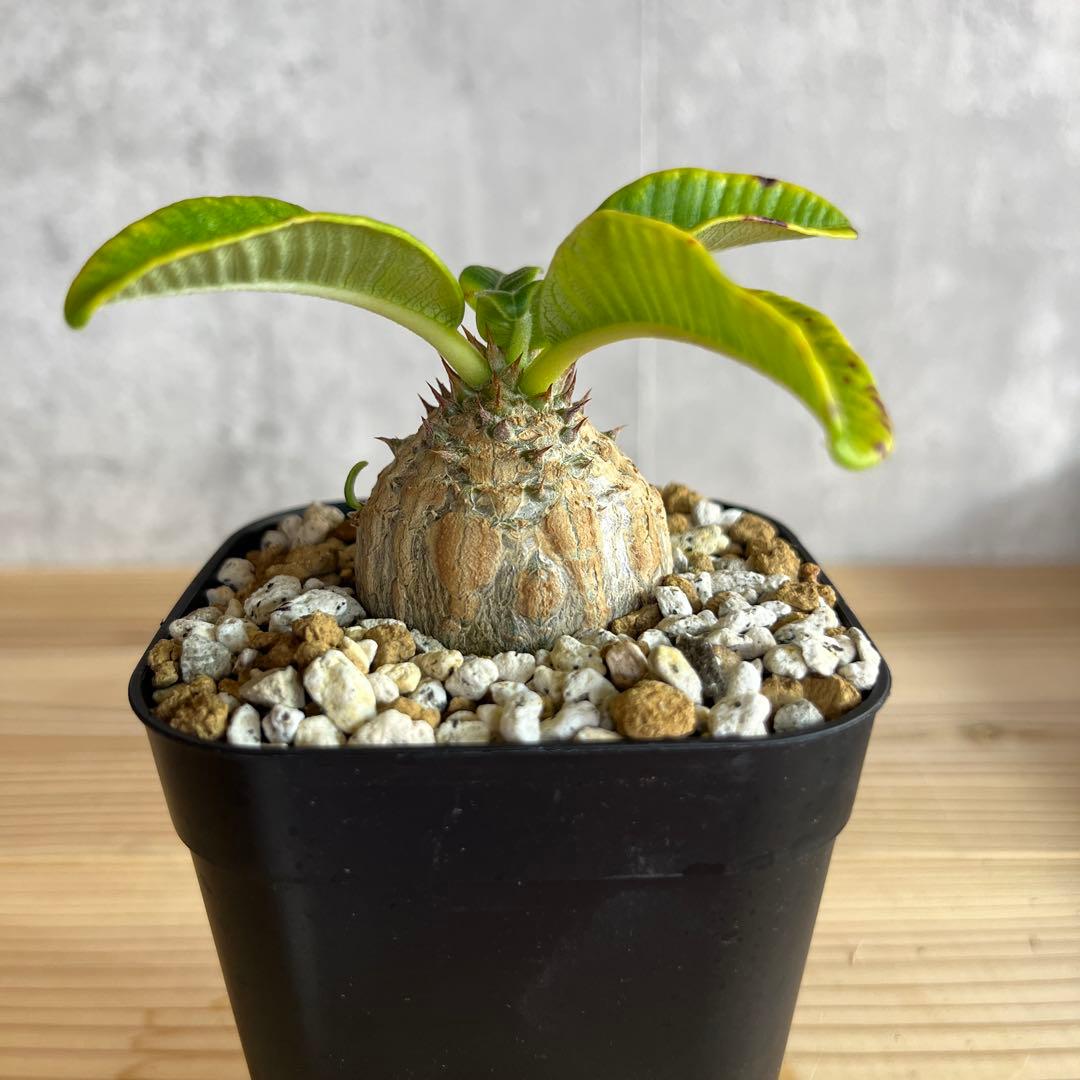 5パキポディウムウィンゾリー 国内実生株