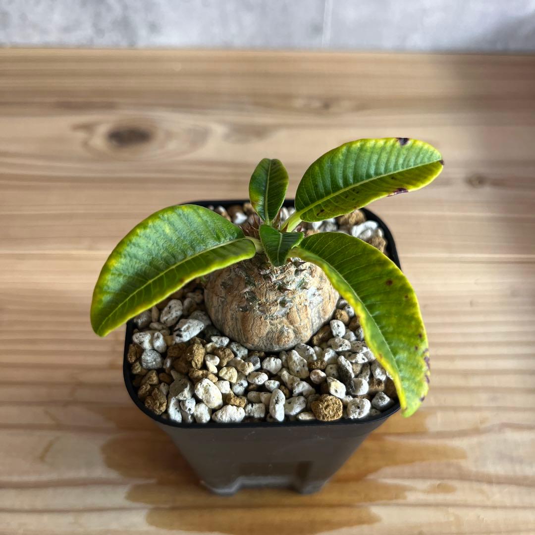 5パキポディウムウィンゾリー 国内実生株