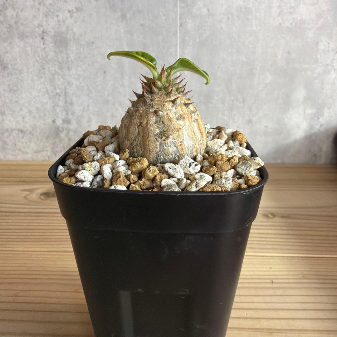 5パキポディウムウィンゾリー 国内実生株