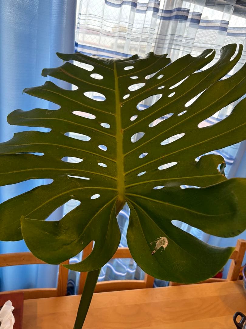 [値段下げ］モンステラマクロコソムカット苗 葉長70cm 水耕管理中