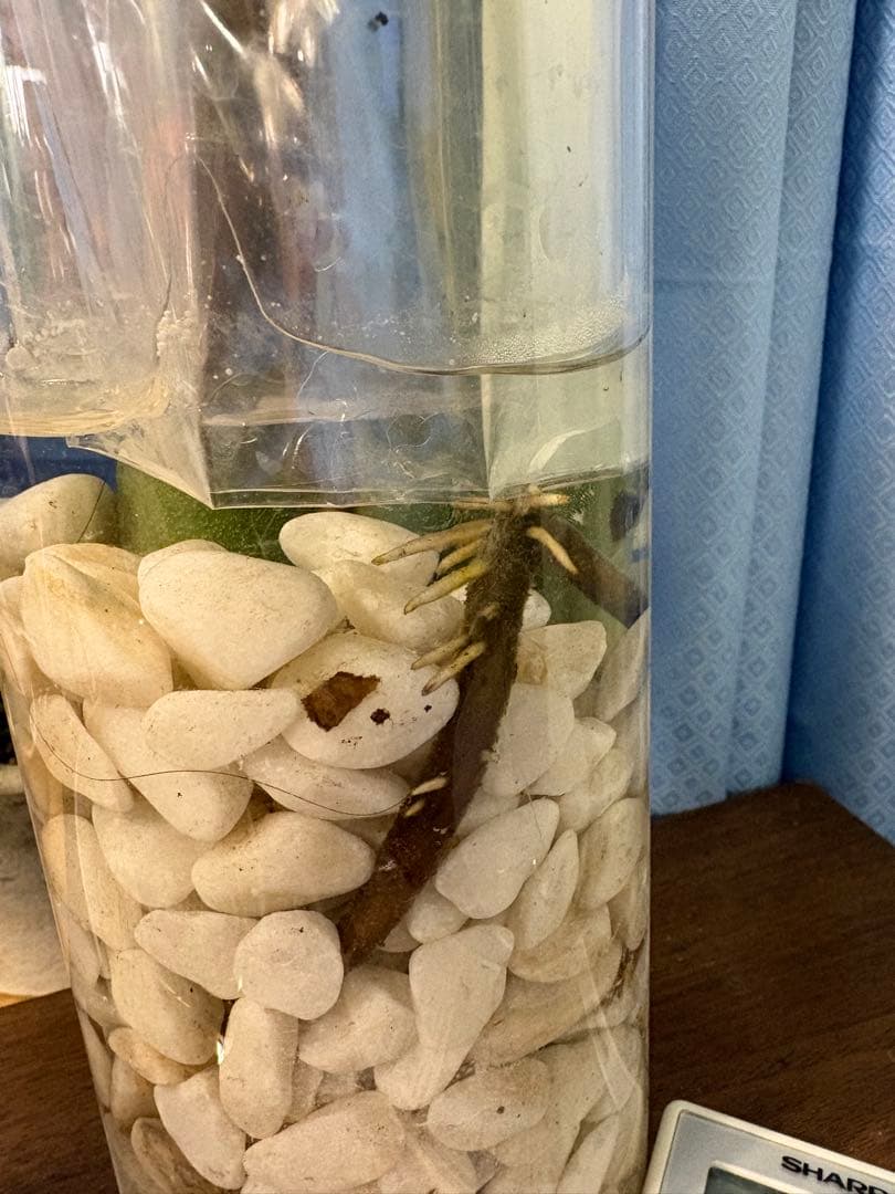 [値段下げ］モンステラマクロコソムカット苗 葉長70cm 水耕管理中