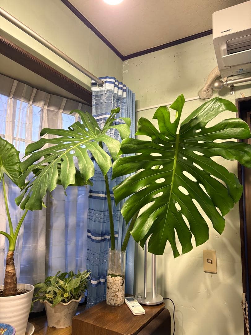 [値段下げ］モンステラマクロコソムカット苗 葉長70cm 水耕管理中