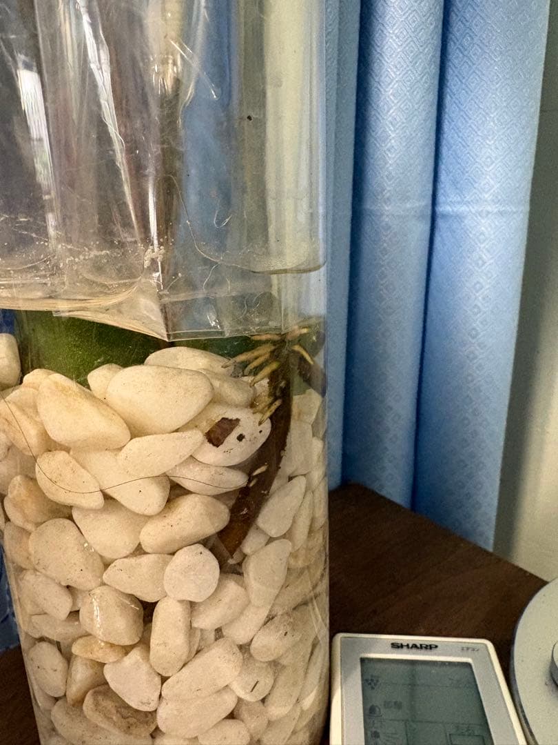 [値段下げ］モンステラマクロコソムカット苗 葉長70cm 水耕管理中