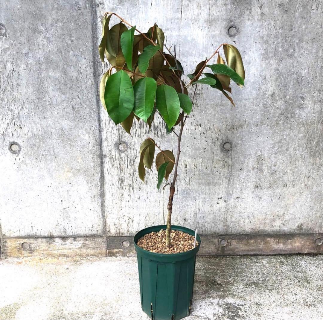 希少！ミルクフルーツ パープル 接木苗 紫 スターアップル 水晶柿