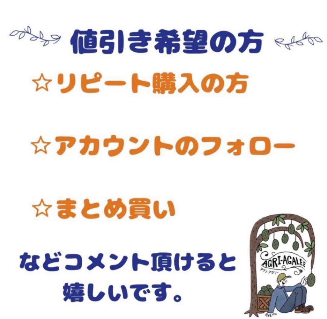 希少！ミルクフルーツ パープル 接木苗 紫 スターアップル 水晶柿