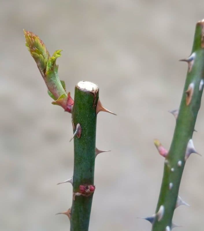 レアバラ苗　超強香　8号鉢接ぎ木大苗　廃盤種